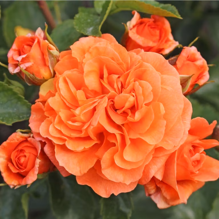 Rosa - Rosa da aiuola Kordes - Rosa 'Orangerie'®