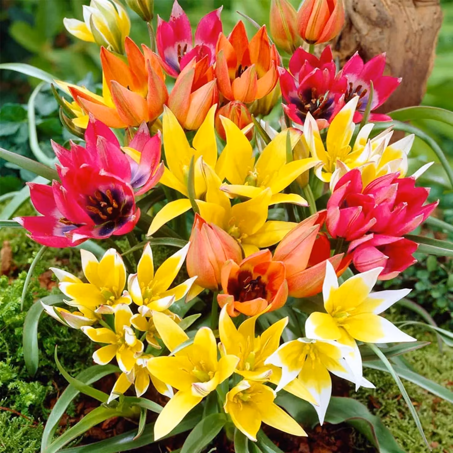 Bulbi di tulipano resistenti al freddo, perenni - Mix botanico - 50 bulbi di fiori - Piante vere provenienti dall'Olanda - Tulipani per giardino, vasi e balcone (bulbi grandi, senza semi, non artificiali)