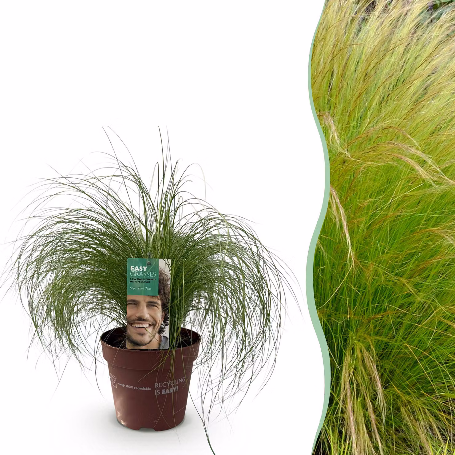Erbe ornamentali - Stipa tenuifolia Coda di cavallo - Verde - Sempreverde - Difficile da coltivare - 40-50cm - Ø17cm - Pianta da giardino