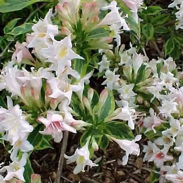 Weigela a foglie screziate - Weigela 'Nana Variegata' | 60-80 cm in vaso