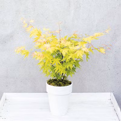Acero a ventaglio arancione Acer palmatum 'Orange Dream' H 30-40 cm D15