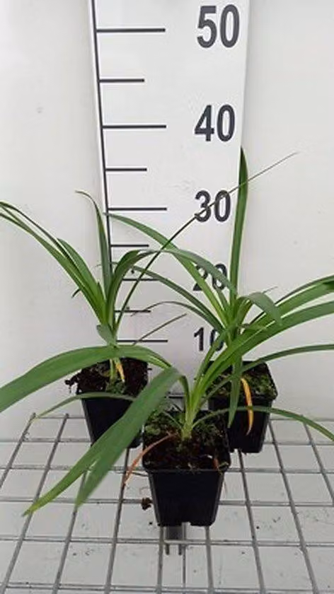 Agapanthus ibrido 'Twister'® - Giglio ornamentale | Vaso da 9x9 cm