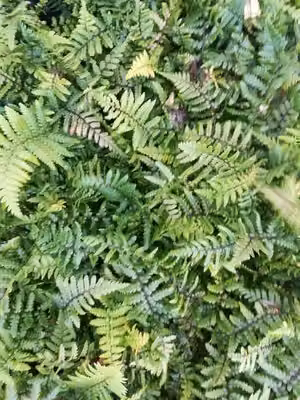 6 x Dryopteris wallichiana - Felce dell'Himalaya - vaso 9 x 9 cm