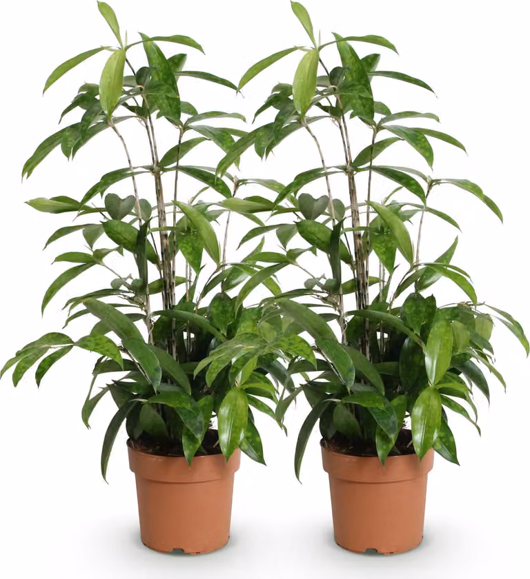 Dracaena surculosa 2 - Dracaena di facile manutenzione - 60-70cm - 17cm