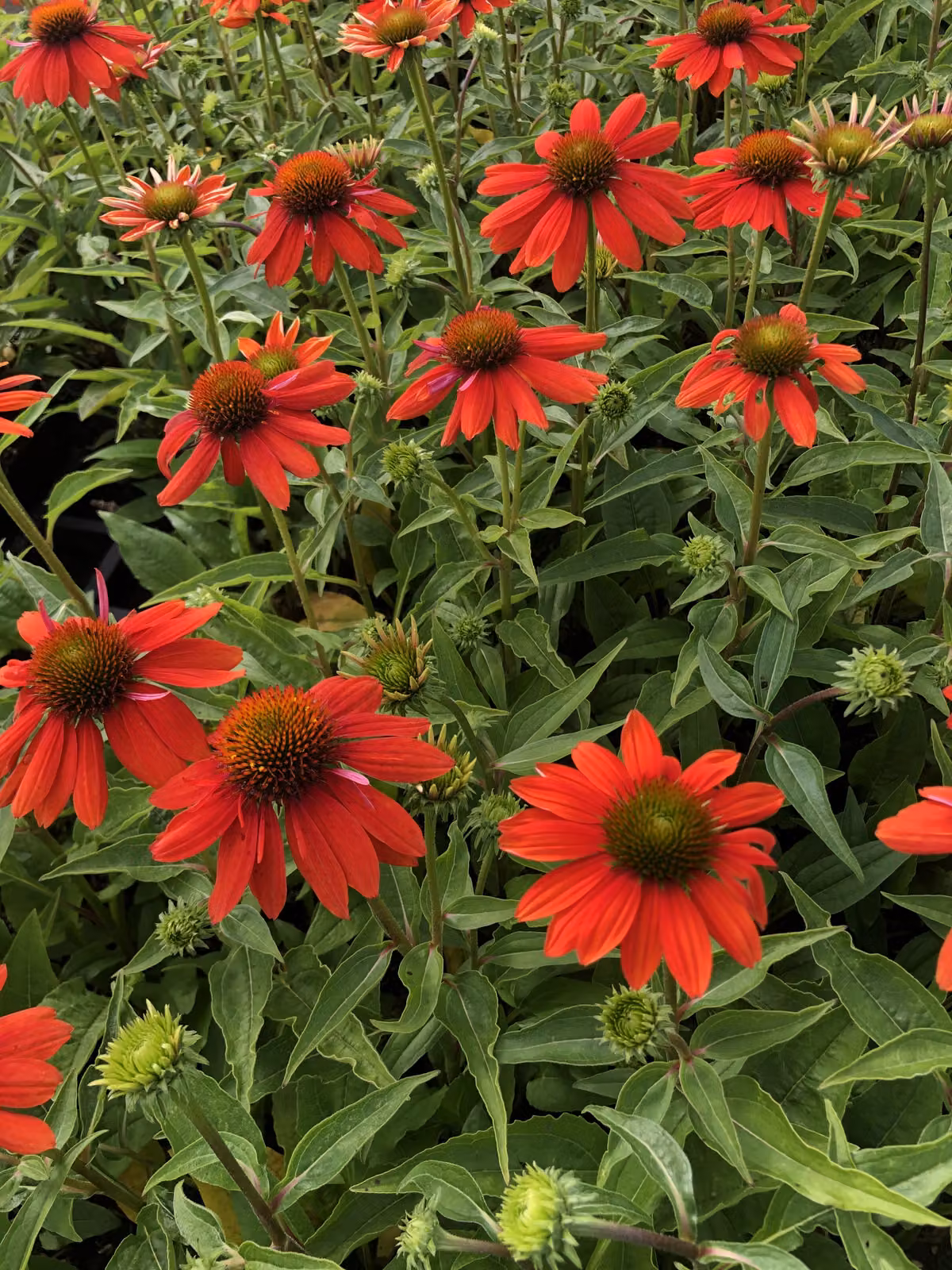 6 x Echinacea sombrero 'flamenco orange' - Sonnenhut - Topf 9x9 cm