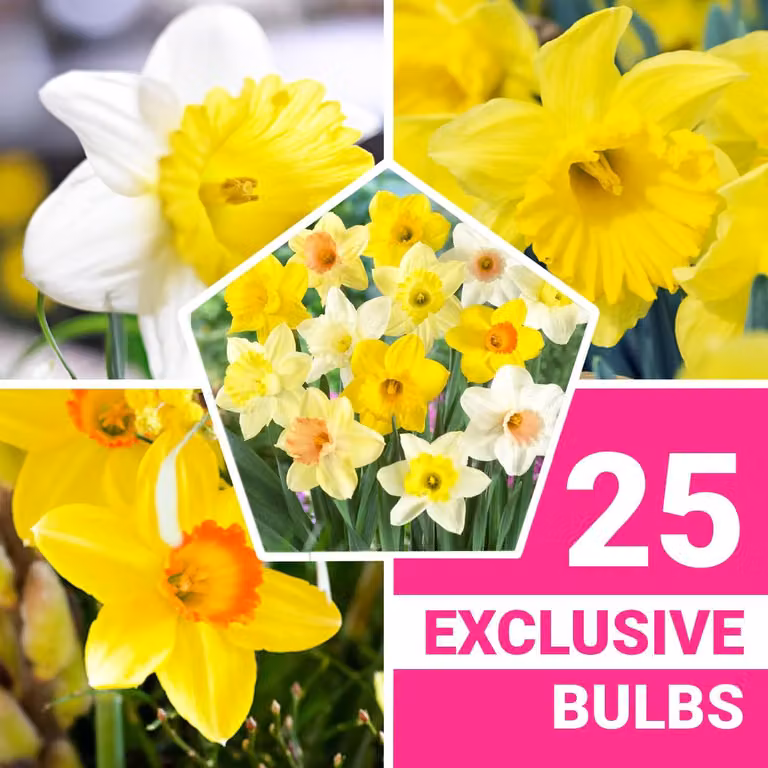 Bulbi di narciso resistenti al freddo, perenni - Collezione profumata a trombetta - 25 bulbi di fiori - Mix di 6-7 varietà - Piante provenienti dall'Olanda - Adatte per giardino e vaso (nessun seme, non prodotti artificialmente)