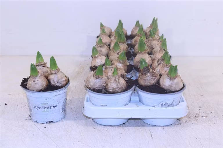 Giacinti White Pearl - Hyacinthus orientalis - Giacinti bianchi 12cm - 3 bulbi