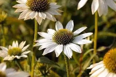 6 x Echinacea purp. 'Pow Wow White' - Sonnenhut - Topf 9 x 9 cm