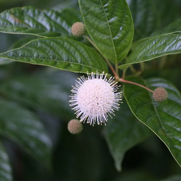 2 piante di Cephalanthus occidentalis (Knopfbusch) | Altezza: 30-40 cm, fornite in vaso