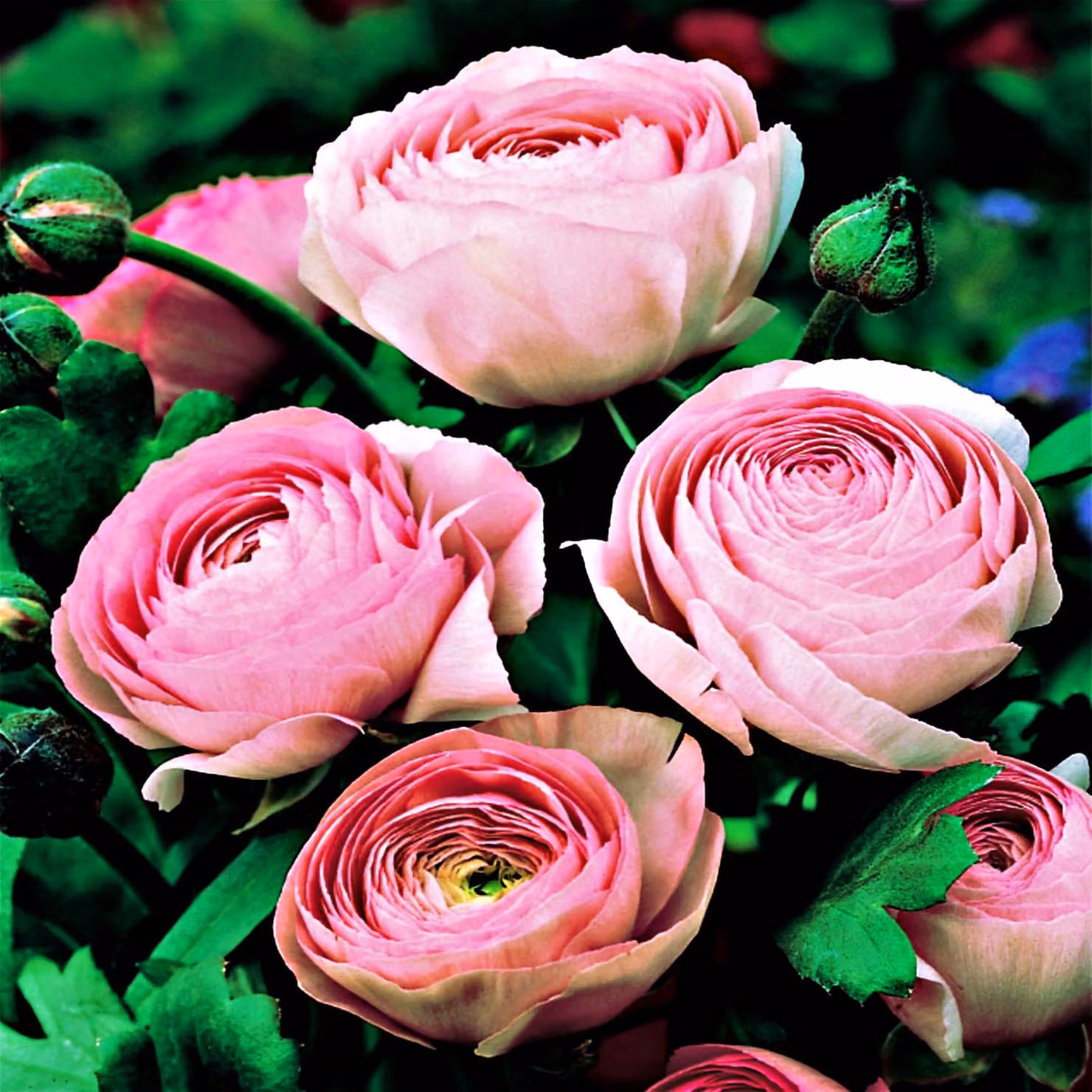 Ranuncolo rosa 5 pz. Bulbi di fiori di ranuncolo