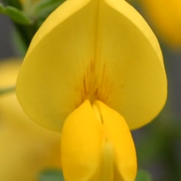 2 piante di Ginestra d'Edelweiss - Cytisus 'Golden Sunlight' | Altezza: 40-60 cm, in vaso
