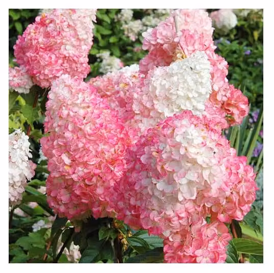 Hydrangea Paniculata 'Pink Lady' 30-50 cm Ortensia a pannocchia Arbusto deciduo