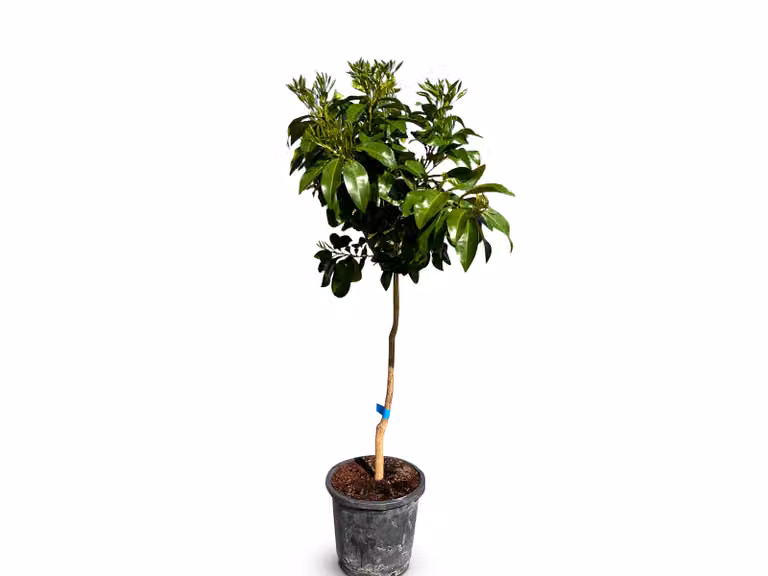 Albero del sole - Pompelmo - Citrus Paradisi - Agrumi - Albero da frutta - 8 anni - 150 centimetri