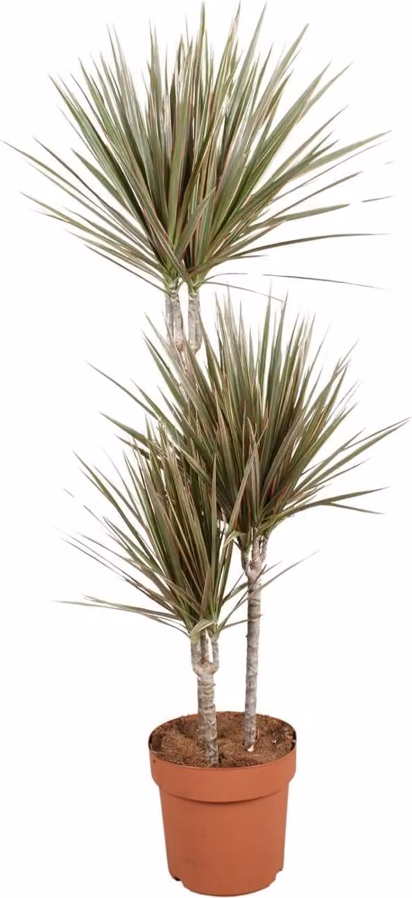 Dracaena Bicolor Pianta da appartamento Ø21cm - Altezza circa 120cm - Foglie