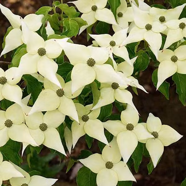 Cornus kousa 'Chinensis' (Hartriegel giapponese) | 50-60 cm in vaso
