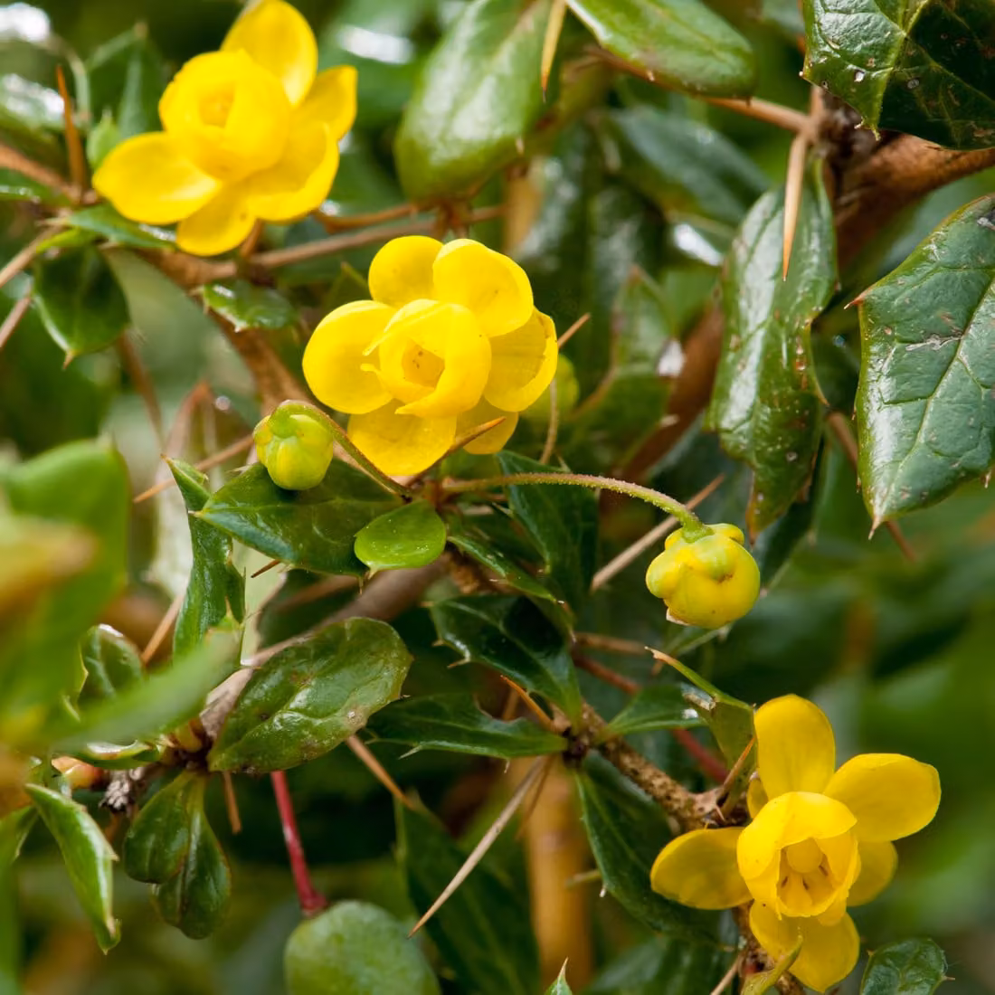 2 piante di Berberis verruculosa, in vaso, altezza 25-30 cm