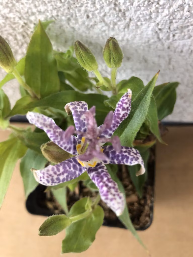 6 x Tricyrtis hirta - Giglio rospo - vaso 9x9 cm