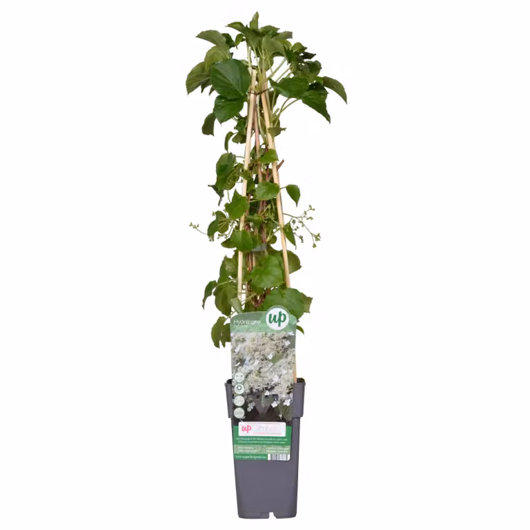 Ortensia Petiolaris - ↨65Cm - Ø15