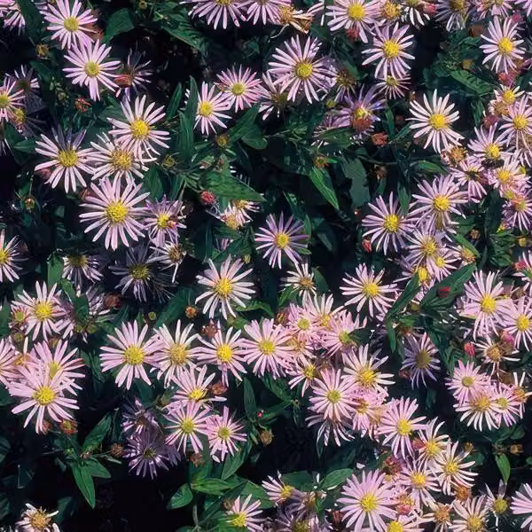 Piante selvatiche - Aster ageratoides 'Asran' - 6 pezzi - Ø10-25cm - Ø9cm