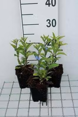 6 x Scutellaria incana - Erba casco - vaso 9 x 9 cm