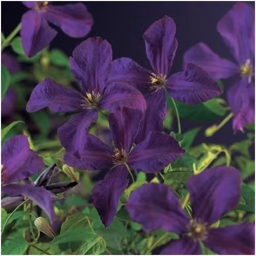 Clematis "Polish Spirit" – clematide viola, pianta rampicante robusta, 30-50 cm compreso vaso