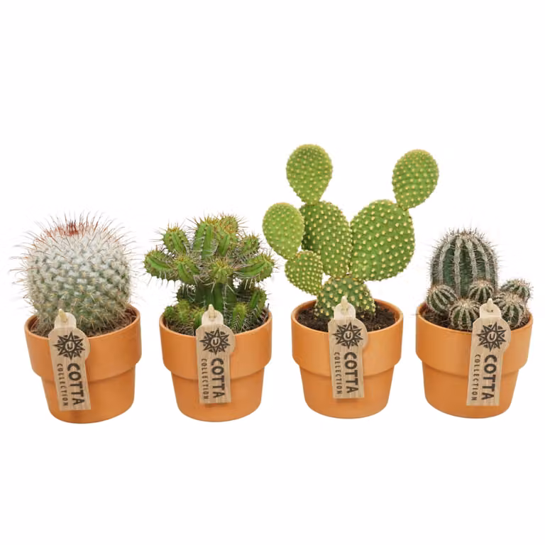 Set di 4 cactus con coprivaso