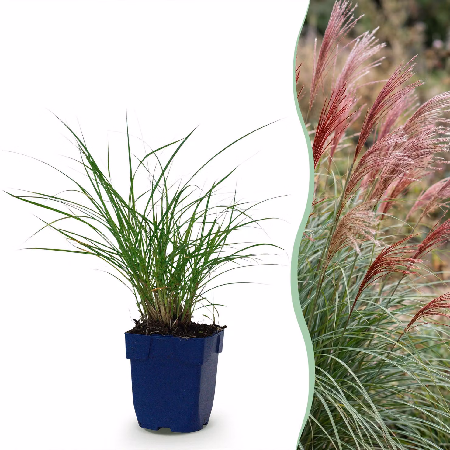 Miscanthus sin. Red Chief - Erba di Pampus - Con pannocchia - Verde - 24 piante - 15-25cm - Ø11cm - Pianta da giardino