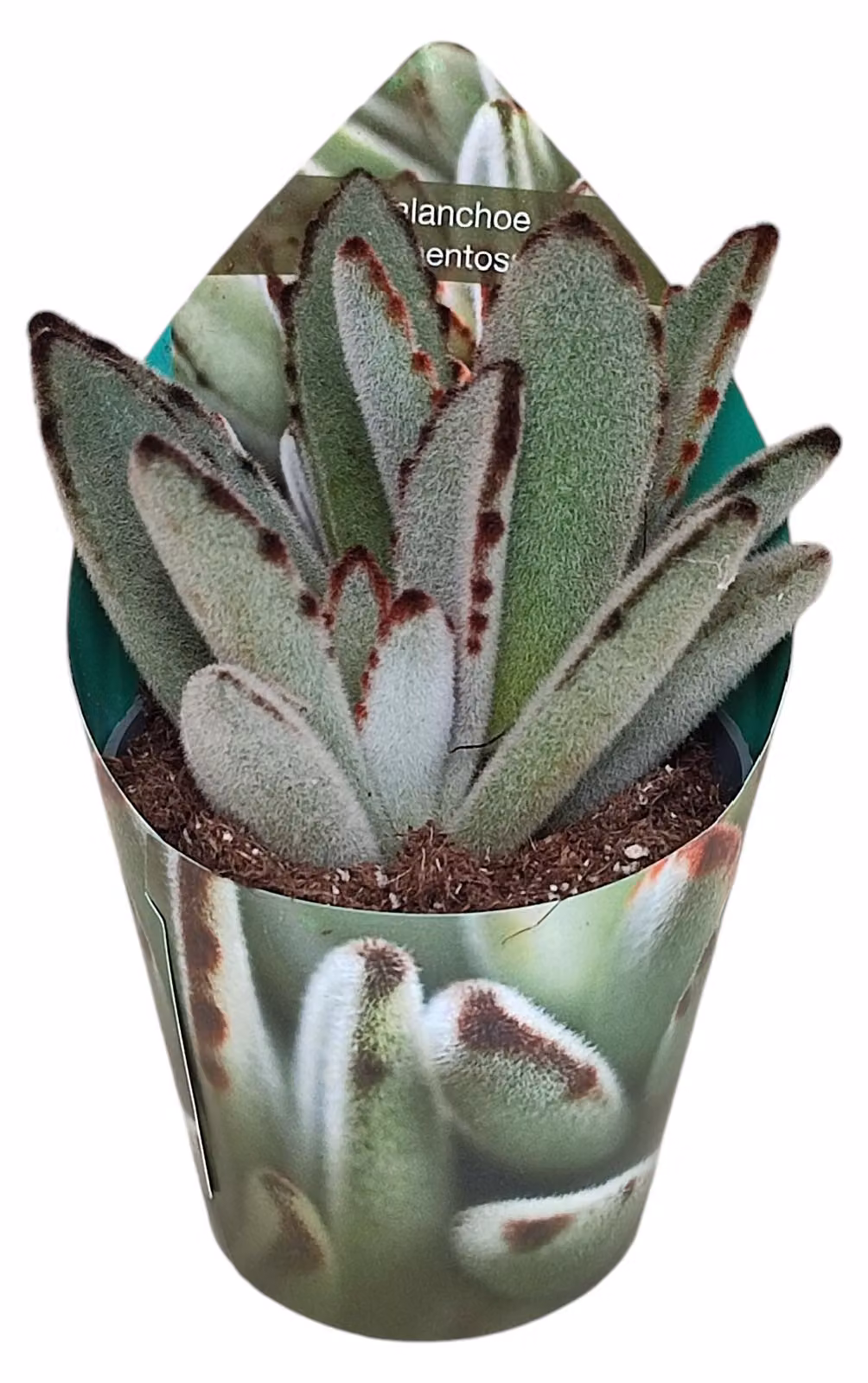 Kalanchoe tomentosa - Orecchie di coniglio - Rarità - 6,5cm vaso - 15cm alto