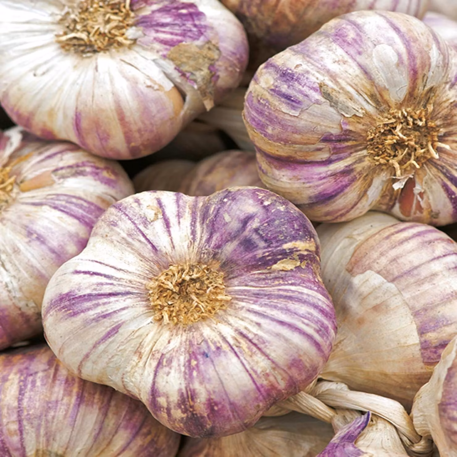 Aglio invernale Aglio Harnaś commestibile 0,25 kg