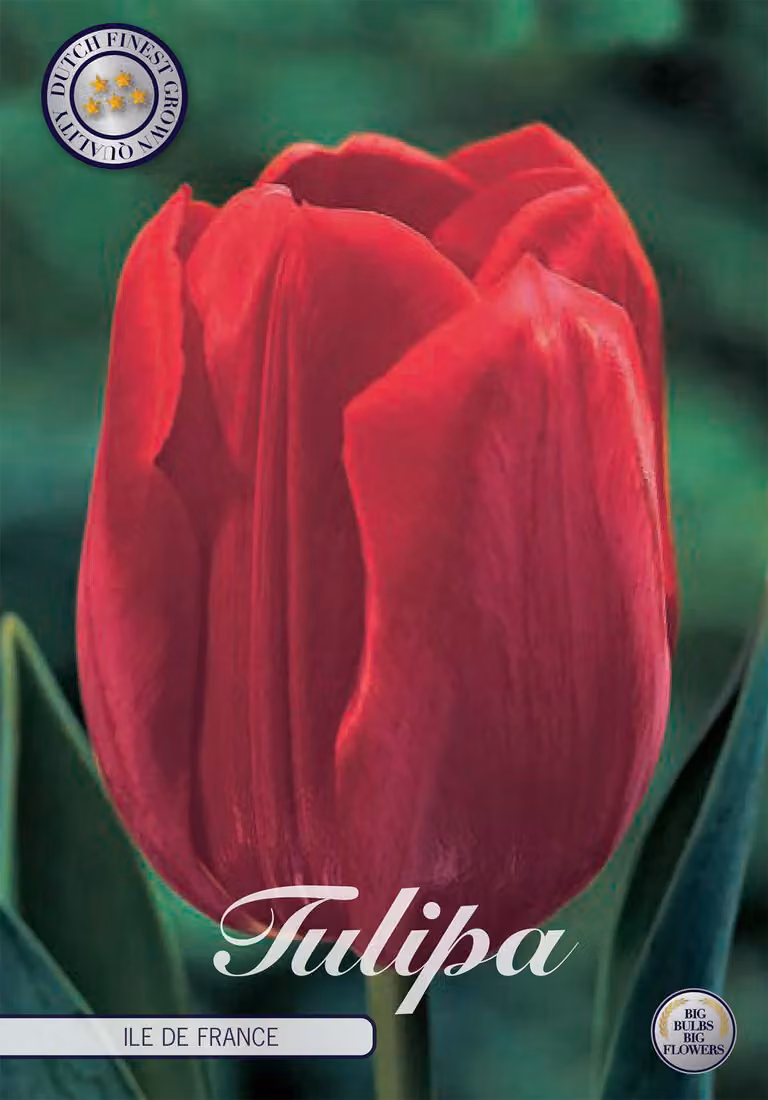 Tulipano Ile de France (10 pezzi) | Bulbi di tulipano di Sam van Schooten