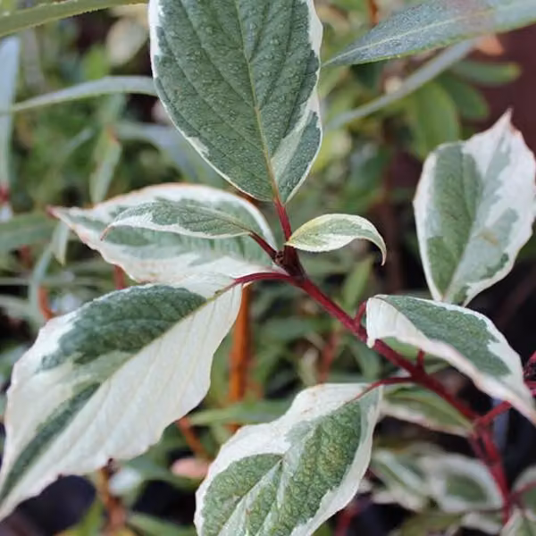 2 piante di Cornus alba 'sibirica Variegata' (Hartriegel), in vaso, altezza 50-60 cm