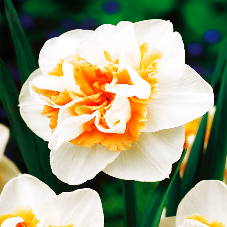Bulbi di giunchiglia Bulbi di fiori Narcisi doppi Delnashaugh 3 pz.