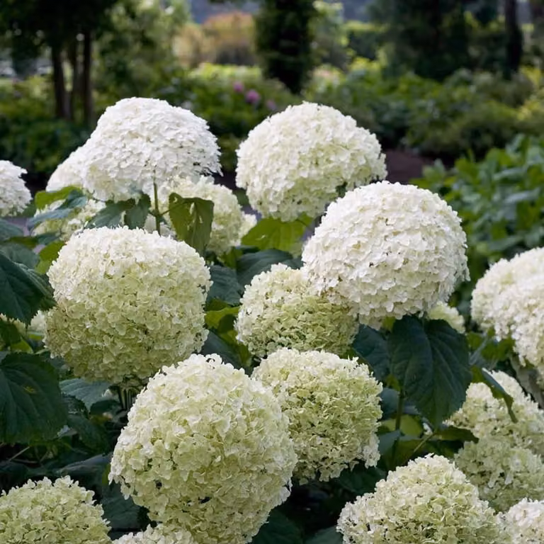 Idrangea 'Strong Annabelle' con grandi fiori bianchi