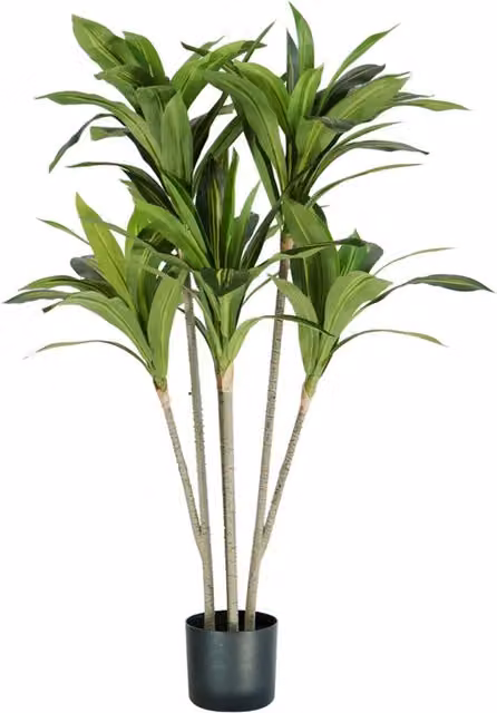 Pianta Dracaena verde Garden Friend con 88 foglie e vaso in polietilene con muschio, Altezza: 130 cm