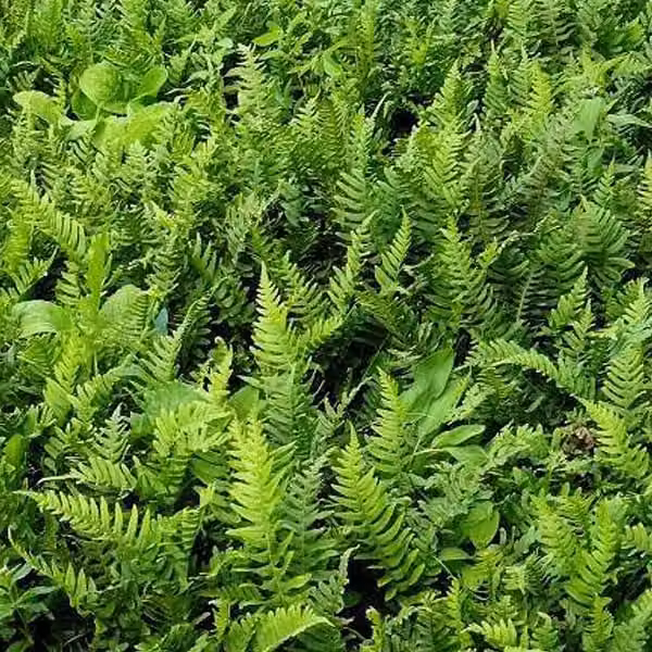 6 piante di felce comune (Polypodium vulgare), in vaso da 9x9 cm