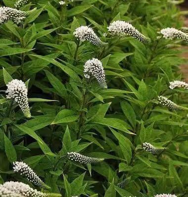 6 x Lysimachia clethroides - centella - vaso 9 x 9 cm