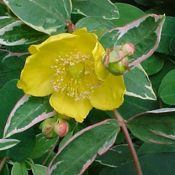 2 piante di *Hypericum moserianum* 'Tricolor', alte 25-30 cm, in vaso