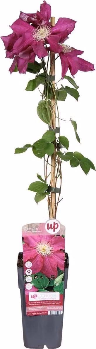 Clematide Ernest Markham 30–50 cm – Clematide rampicante a fiore grande rosso | Clematide per giardino e balcone
