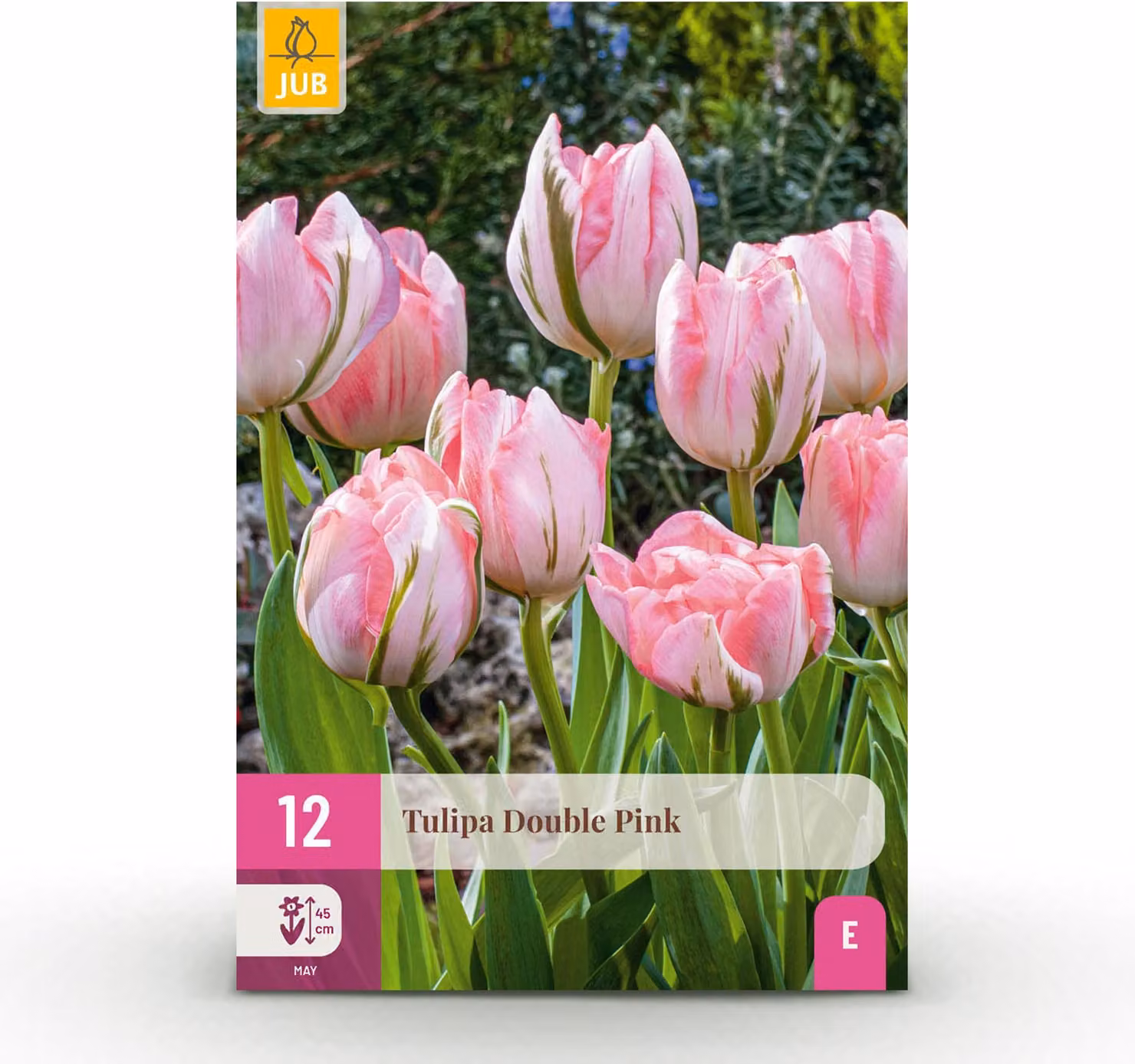 Bulbi da fiore - Tulipano 'Double Pink' - Rosa - 12 pezzi - Bulbo misura 11/12 - 20-50cm - Ø5cm - Pianta da giardino - Multideal