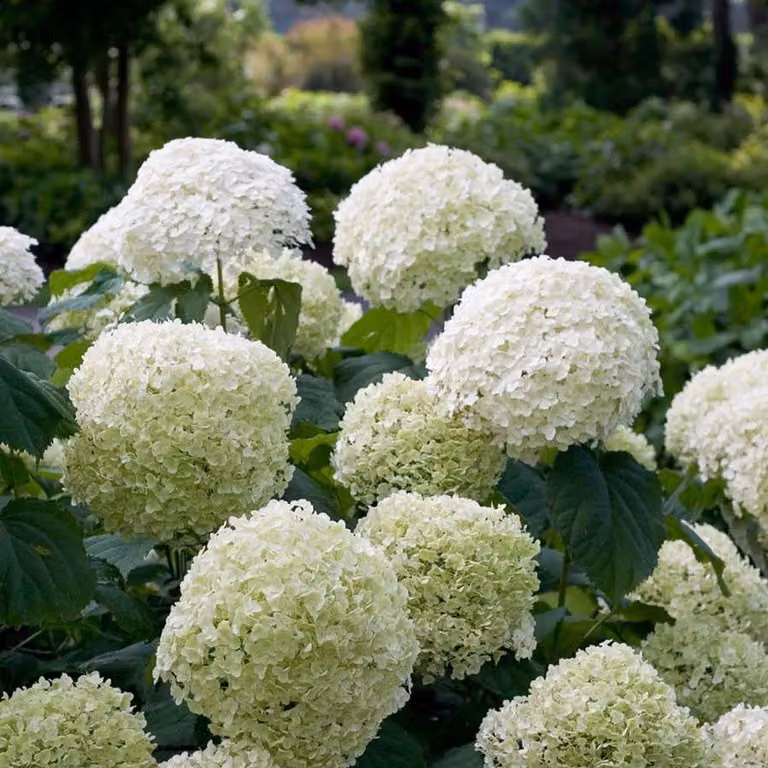 Ortensia Hydrangea arborescens 'Strong Annabelle' Ø19cm, 30cm, resistente al