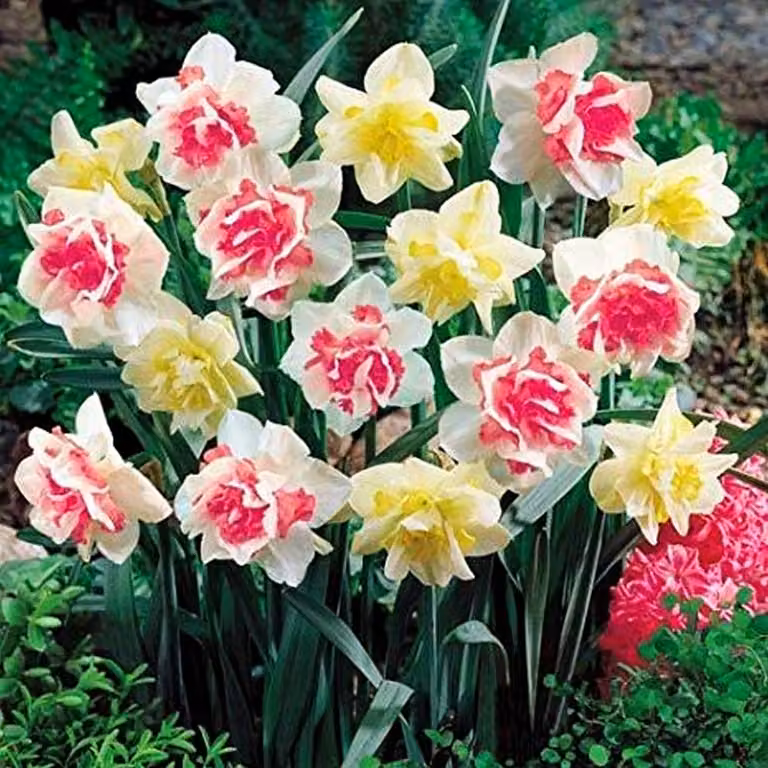 Bulbi di giunchiglia Bulbi di fiori Mix di giunchiglie doppie 25 pz.