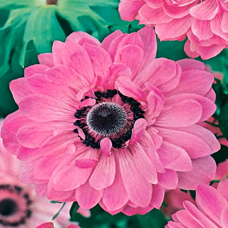 Bulbo Fiore bulboso resistente a fioritura primaverile Anemone Admiral 10 pz.