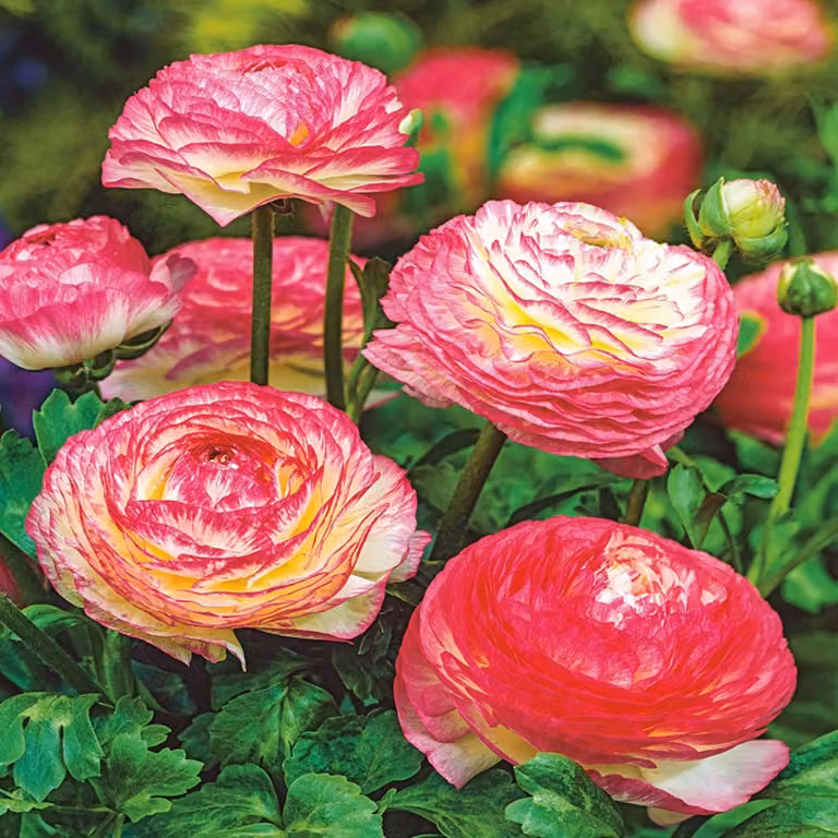 Ranunculus Ranuncolo Picotee Rose 5 pz Ranuncoli piantina piantine Bulbi