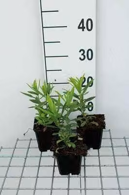 6 x Physostegia virg. 'Vivid' - Fiore articolato - vaso 9 x 9 cm