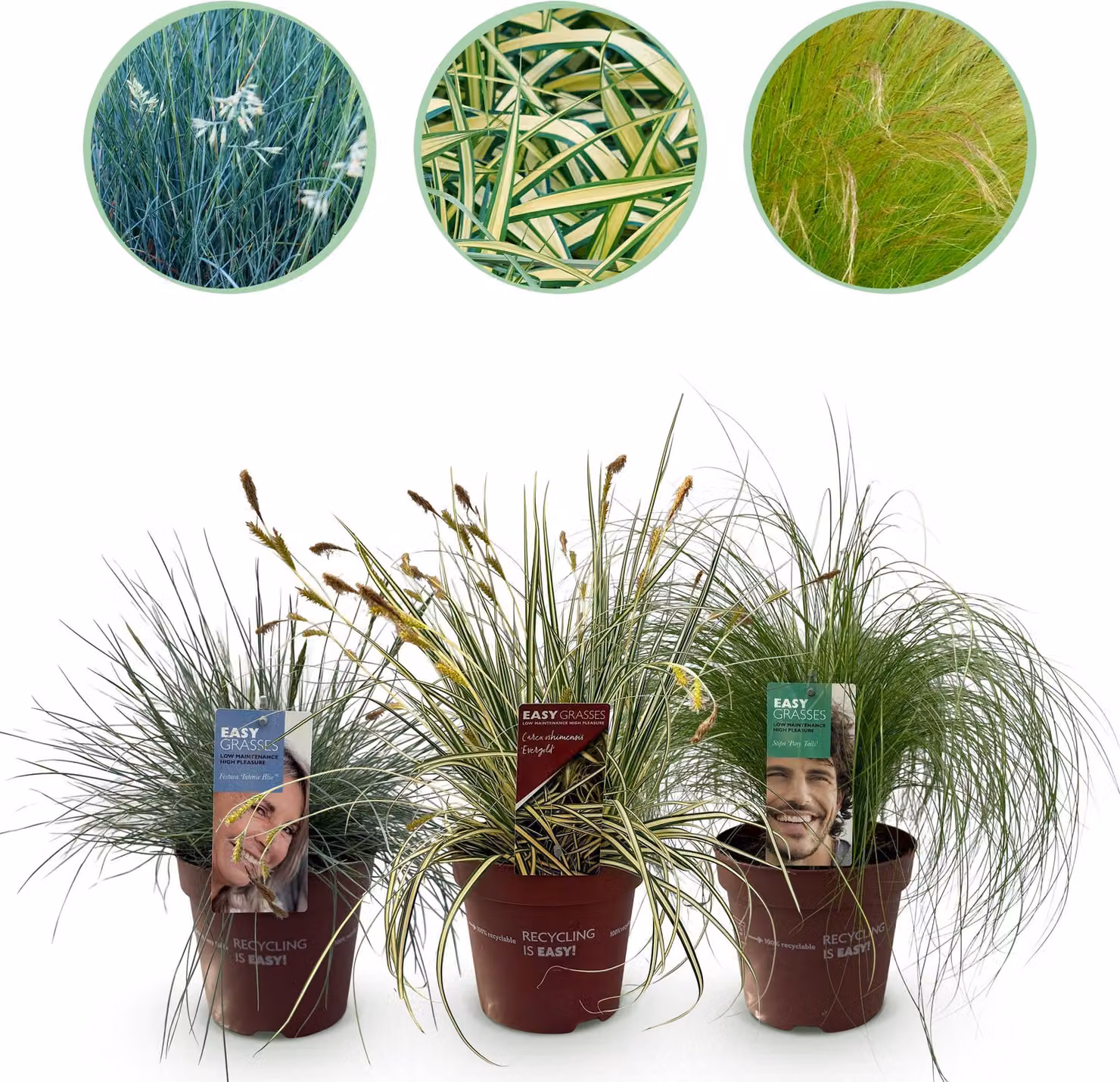 Erbe ornamentali - 3 piante - Blu - Giallo - Verde - Sempreverde - Perenne - 40-50cm - Ø17cm - Pianta da giardino