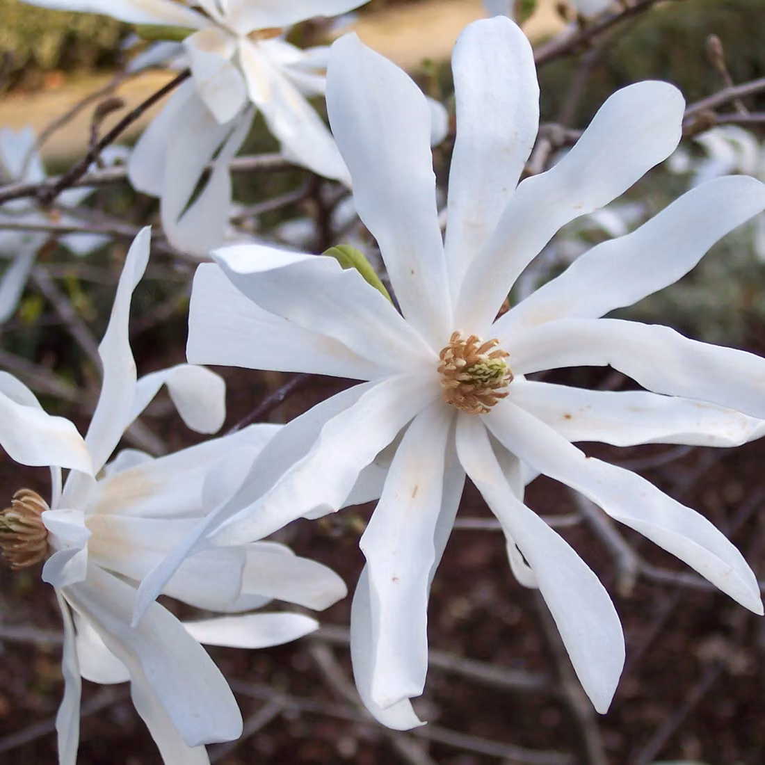 Magnolie - Magnolia stellata | 40-60 cm, in vaso
