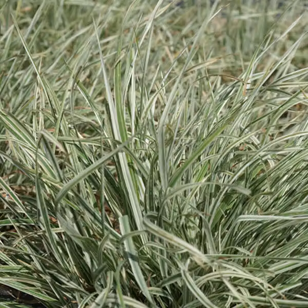 6 piantine di gramigna variegata (Dactylis glomerata 'Variegata') | Vaso da 9x9 cm