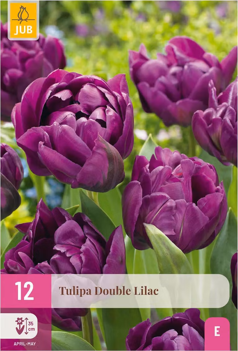 Bulbi da fiore - Tulipano 'Double Lilac' - Viola - 50 piante - Bulbo misura 11/12 - 20-50cm - Ø5cm - Pianta da giardino - Multideal