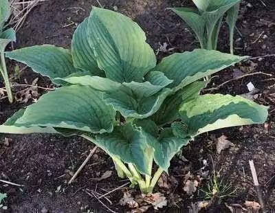 6 x Hosta hybr. 'Krossa Regal' - Hosta - vaso 9 x 9 cm