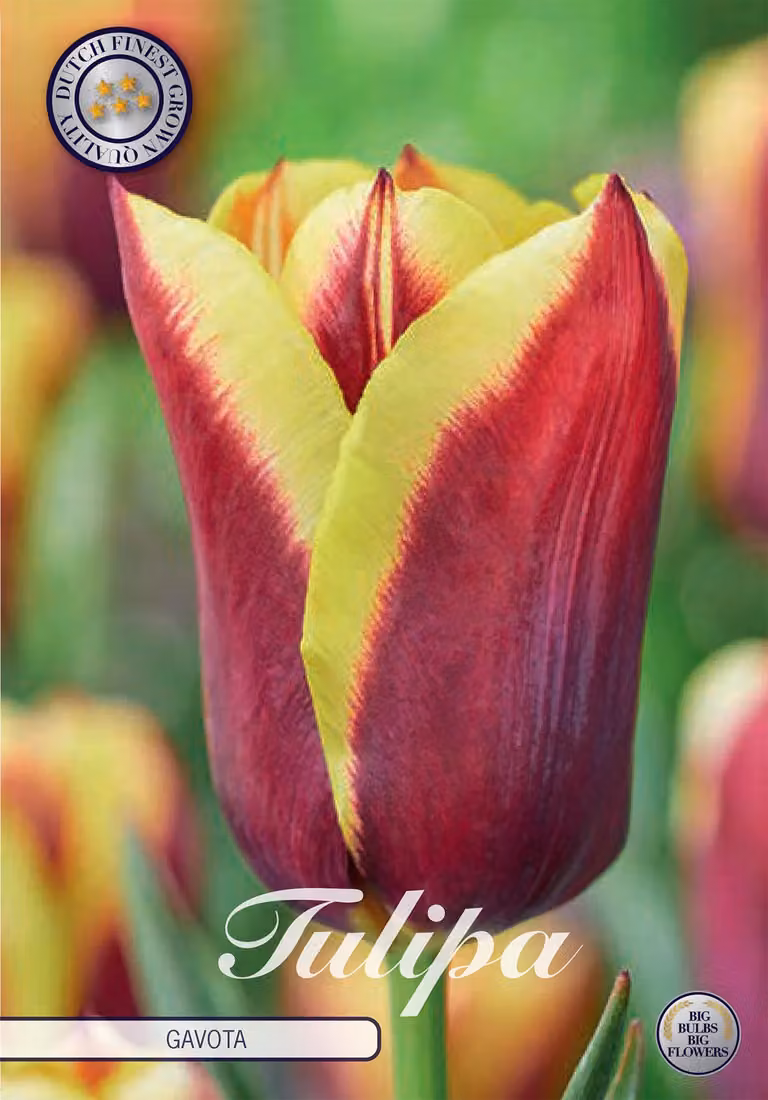 Tulipano Gavota (10 bulbi) | Bulbi di tulipano di Sam van Schooten
